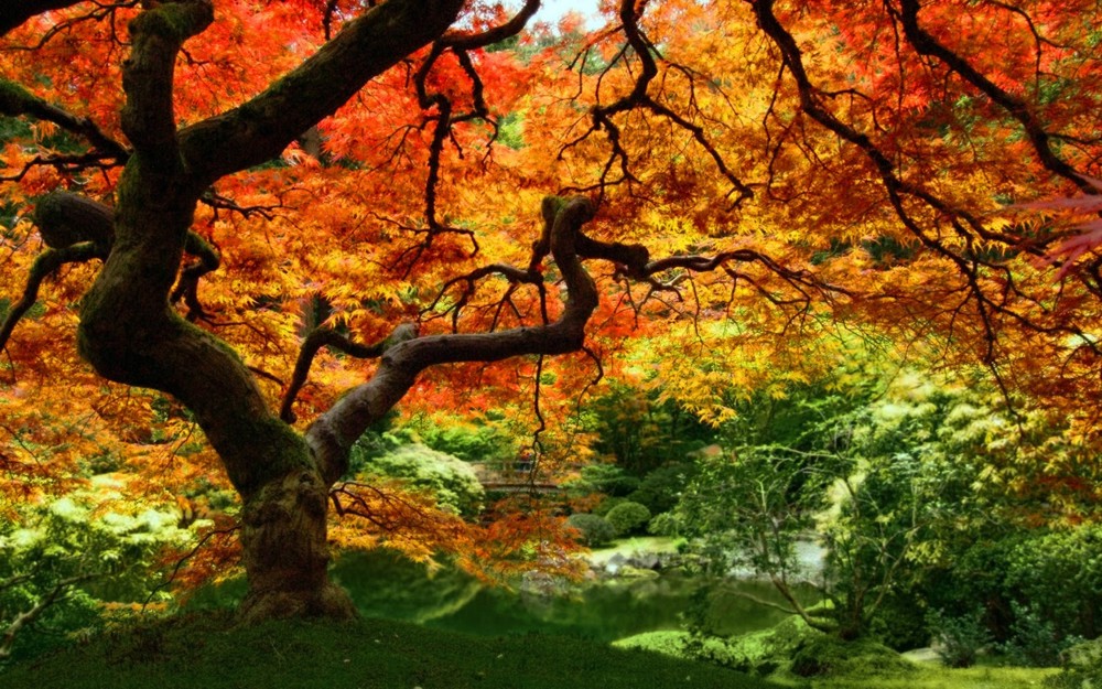 Autumn-Tree