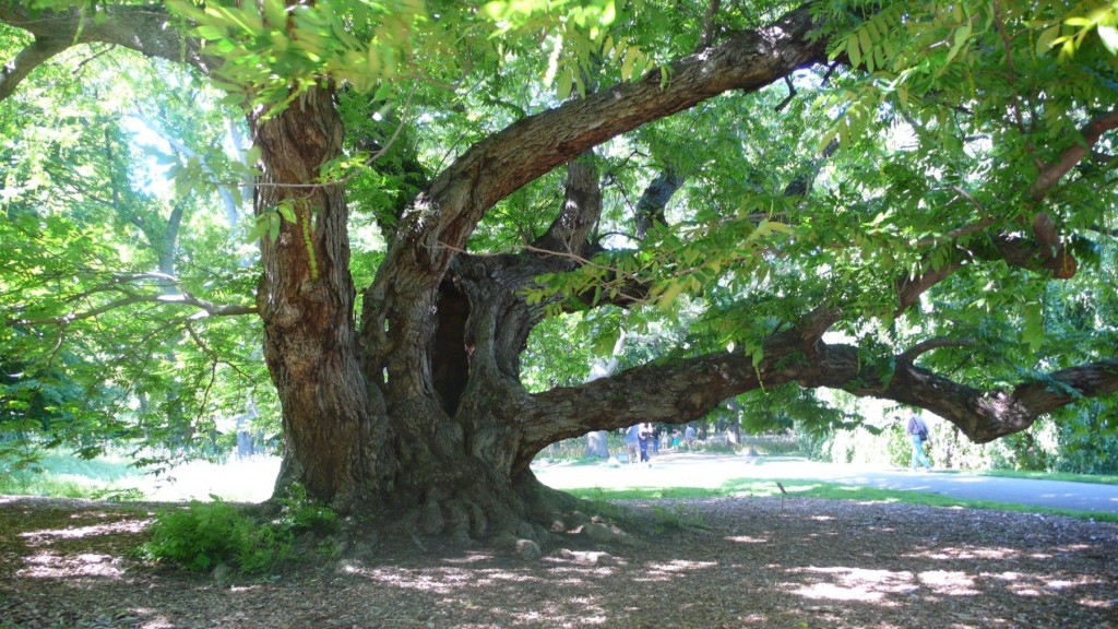 Majestic tree in Hawaii