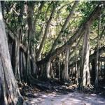 Banyan tree Banyan tree