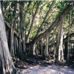 Banyan tree