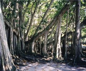 Banyan tree