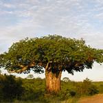 Baobab tree