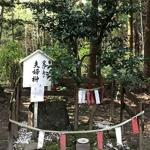 Sakaki tree - Japan